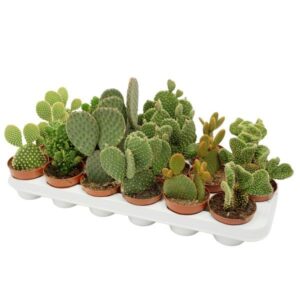 Prickly Pear (Opuntia) Assorted 8.5cm Pot