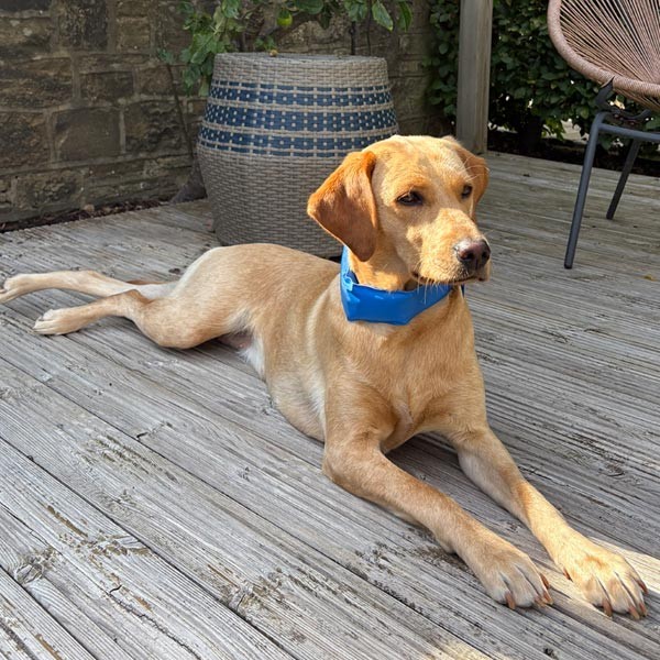 Danish Design Pet Cooling Collar Large 1 Danish Design Pet Cooling Collar Large