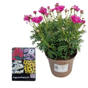Argyranthemum Pink 2 Litre Pot