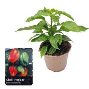 Chilli Pepper Scotch Bonnet 1 Litre Pot