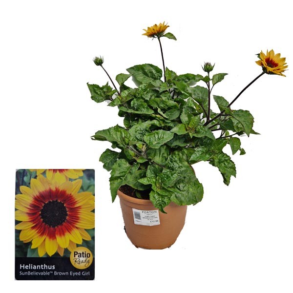 Sunflower "Sunbelievable Brown Eyed Girl" 5 Litre Pot 1 Sunflower "Sunbelievable Brown Eyed Girl" 5 Litre Pot