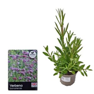 Verbena Bonariensis 2 Litre Pot