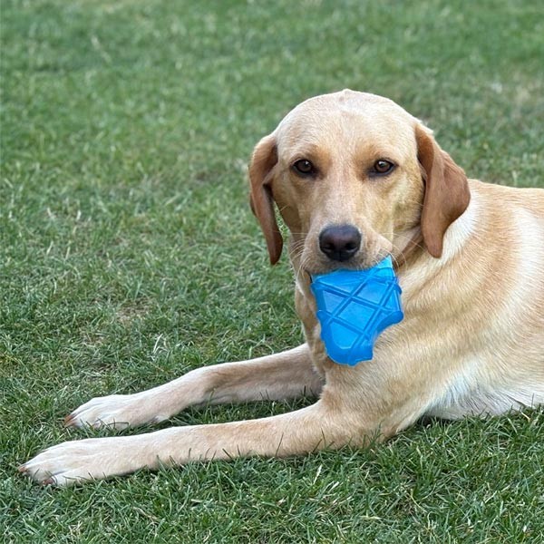 Danish Design Pet Cooling Ice Lolly Toy 2 Danish Design Pet Cooling Ice Lolly Toy - Image 2