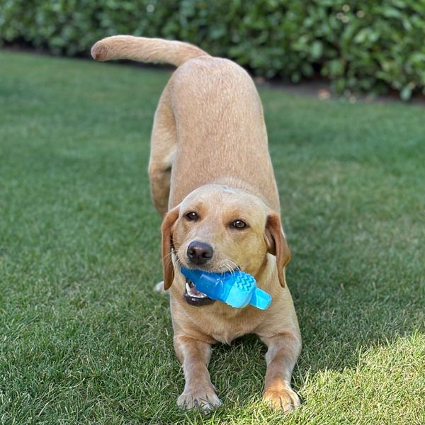 Danish Design Pet Cooling Ice Lolly Toy 3 Danish Design Pet Cooling Ice Lolly Toy - Image 3