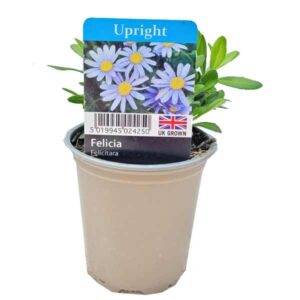 Felicia Felicitara 9cm Pot