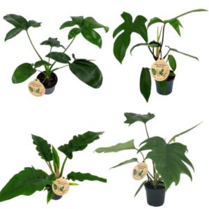 Philodendron mix 12cm Pot