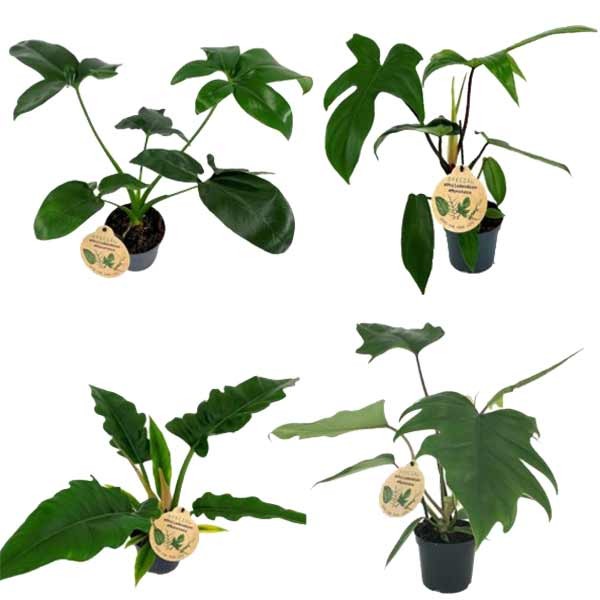 Philodendron mix 12cm Pot 1 Philodendron mix 12cm Pot