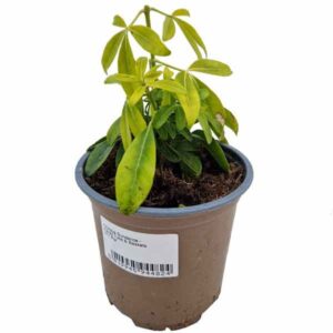 Mexican Orange BLossom (Choisya sundance) V11 Pot