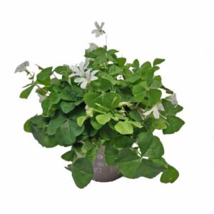 Oxalis mix 12cm Pot
