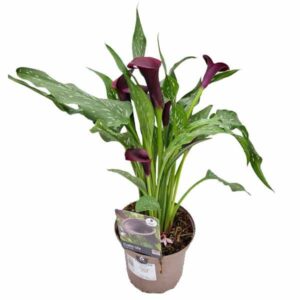 Arum Lily "Cantor" (Zantedeschia) 2 Litre Pot