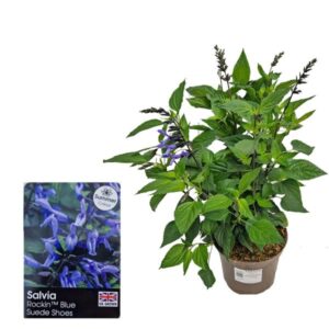 Salvia "Rockin Blue Suede Shoes" 2 Litre Pot