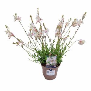 Gaura White Snow Fountain (Oenothera lindheimeri ) 2 Litre Pot
