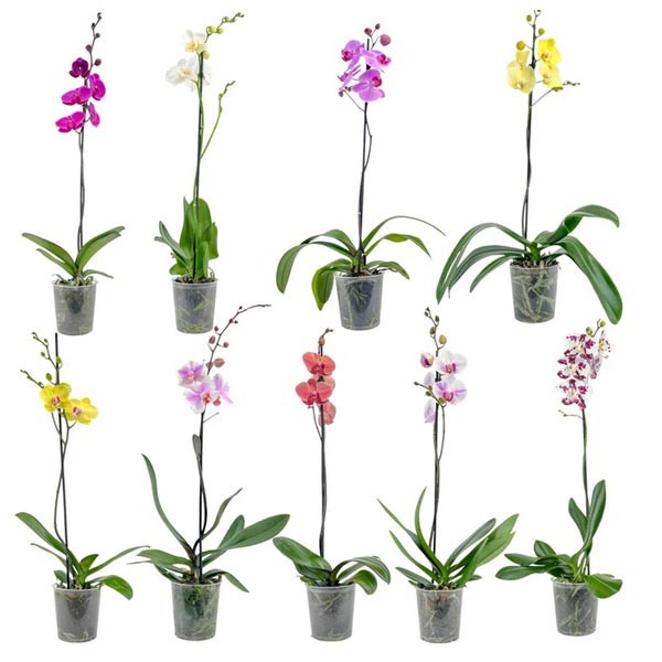 The Horti House Orchid Single Stem 12cm Mix (Phalaenopsis) 1 The Horti House Orchid Single Stem 12cm Mix (Phalaenopsis)