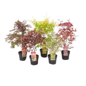 Acer Assorted 19cm Pot