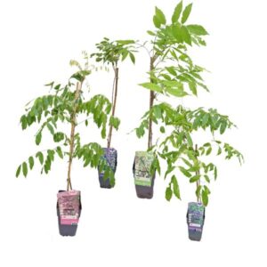 Wistera Assorted 15cm Pot