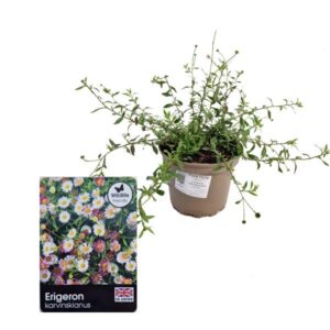 Mexican Fleabane (Erigeron karvinskianus) 2 Litre pot