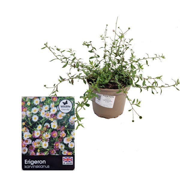 Mexican Fleabane (Erigeron karvinskianus) 2 Litre pot 1 Mexican Fleabane (Erigeron karvinskianus) 2 Litre pot