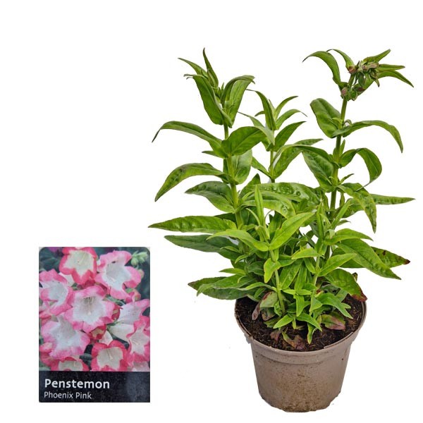Penstemon Phoenix Pink 2 Litre Pot 1 Penstemon Phoenix Pink 2 Litre Pot