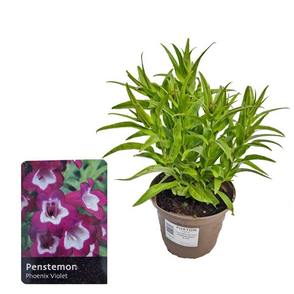 Penstemon Phoenix Violet 2 Litre Pot 1 Penstemon Phoenix Violet 2 Litre Pot
