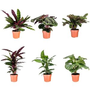 The Horti House Prayer Plant (Calathea) 12cm Mix