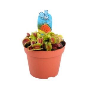 The Horti House Dionaea Musciplula Venus Fly Trap (Carnivorous) 12cm Mix