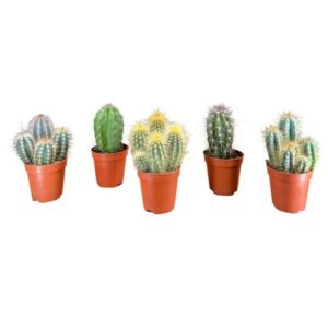 The Horti House Cacti Bolcactus Mix 5.5cm Pot (assorted)