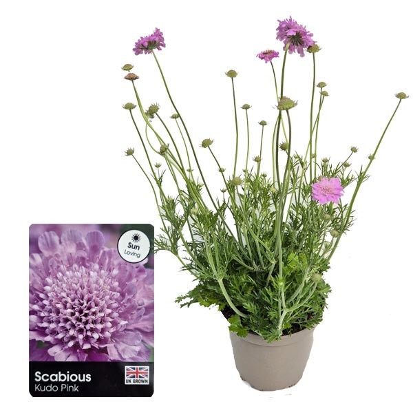 Scabiosa Kudo Pink 3 Litre Pot 1 Scabiosa Kudo Pink 3 Litre Pot
