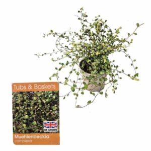 Necklace Vine (Muehlenbeckia complexa) V11 Pot