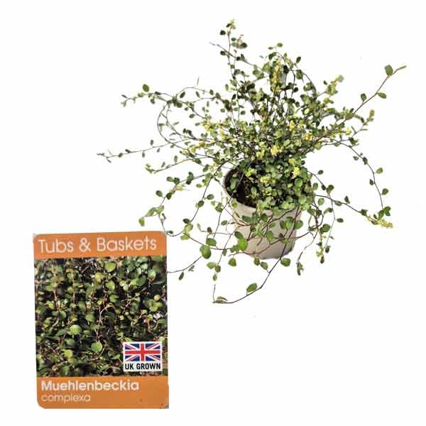 Necklace Vine (Muehlenbeckia complexa) V11 Pot 1 Necklace Vine (Muehlenbeckia complexa) V11 Pot