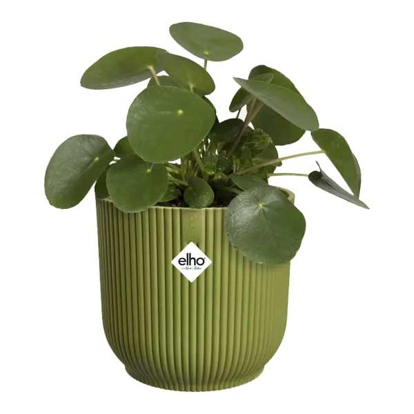 Vibes Fold Round 18cm Fern Green 3 Vibes Fold Round 18cm Fern Green - Image 3