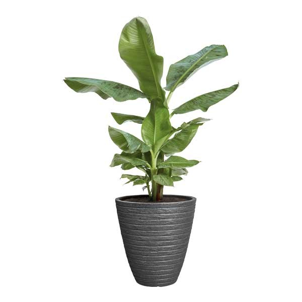 Andes High 40Cm Anthracite 2 Andes High 40Cm Anthracite - Image 2