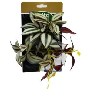 Betta Terra Green Spiderwort