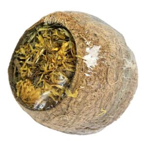 Forage Filled Coconuts