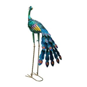Bermuda Peacock looking back