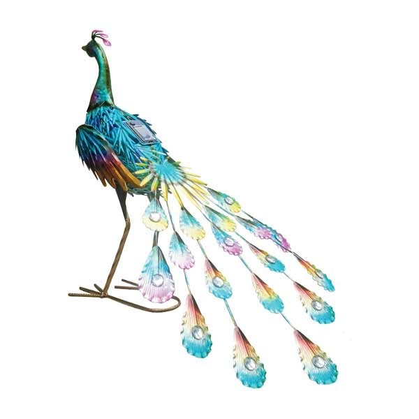 Bermuda Peacock looking forward 1 Bermuda Peacock looking forward