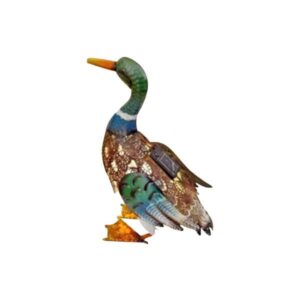 Bermuda Duck standing