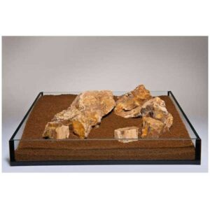 Fossilized Wood 20kg Box