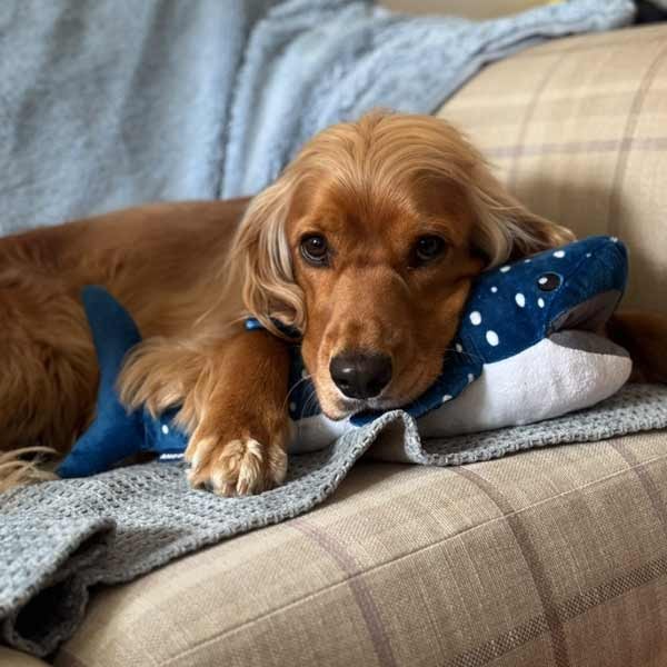 Orva Snuffle Basking Shark Dog Toy 3 Orva Snuffle Basking Shark Dog Toy - Image 3