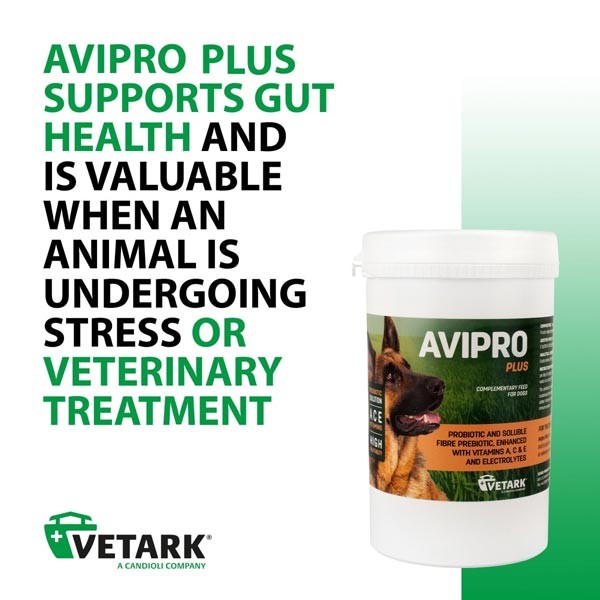 Vetark Avipro Plus Probiotic for Dogs 100g 3 Vetark Avipro Plus Probiotic for Dogs 100g - Image 3