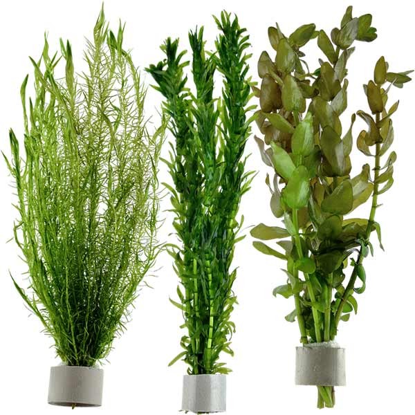 Bunched Aquarium Plant 1 Bunched Aquarium Plant