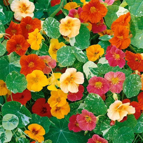 Unwins Nasturtium Alaska Mixed Seeds 2 Unwins Nasturtium Alaska Mixed Seeds - Image 2