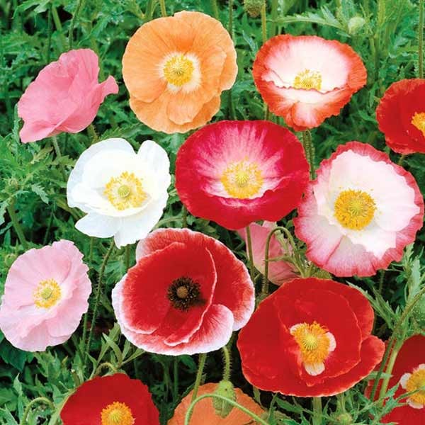 Unwins Poppy Shirley Double Mixed Seeds 2 Unwins Poppy Shirley Double Mixed Seeds - Image 2
