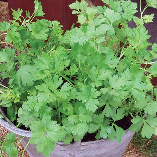 Unwins Parsley Italian Plain Leaved Seeds 2 Unwins Parsley Italian Plain Leaved Seeds - Image 2