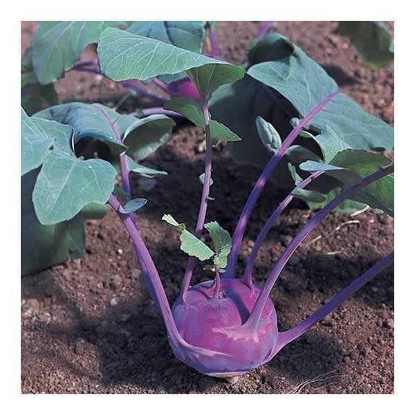 Unwins Kohl Rabi Azur Star Seeds 2 Unwins Kohl Rabi Azur Star Seeds - Image 2