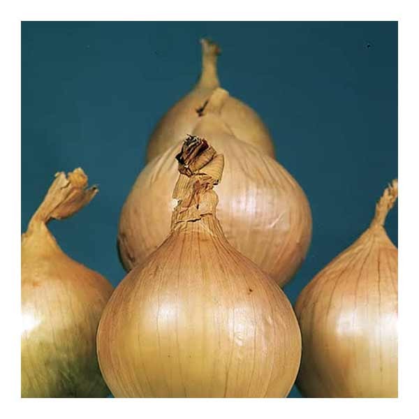 Unwins Onion Ailsa Craig Seeds 2 Unwins Onion Ailsa Craig Seeds - Image 2
