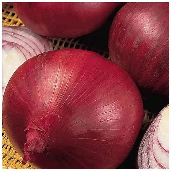 Unwins Onion Red Baron Seeds 2 Unwins Onion Red Baron Seeds - Image 2