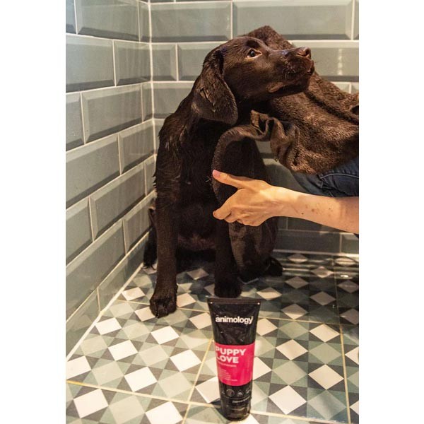 animology Puppy Love Puppy Shampoo 250ml 3 animology Puppy Love Puppy Shampoo 250ml - Image 3
