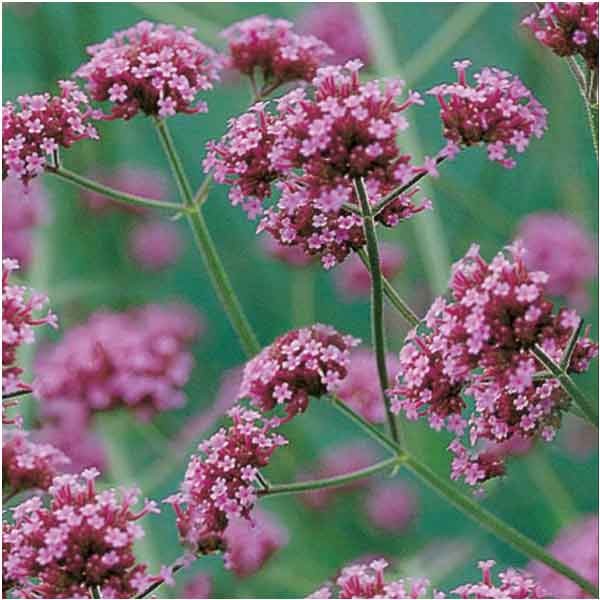 Unwins Nature's Haven Verbena Bonariensis Seeds 2 Unwins Nature's Haven Verbena Bonariensis Seeds - Image 2