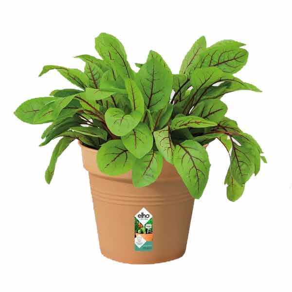 Elho Green Basics Growpot Mild Terra 13cm 2 Elho Green Basics Growpot Mild Terra 13cm - Image 2