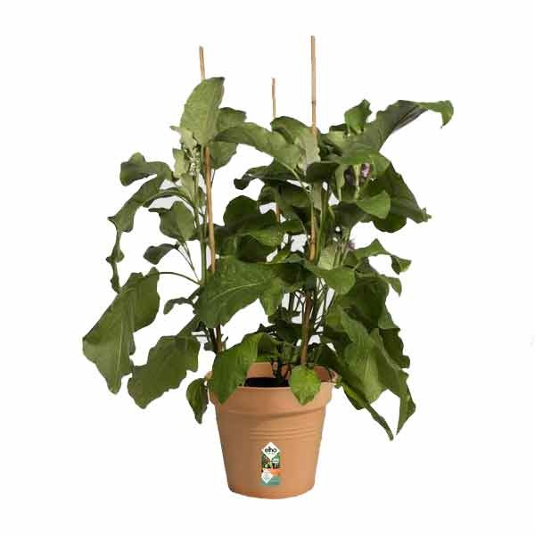 Elho Green Basics Growpot Mild Terra 19cm 2 Elho Green Basics Growpot Mild Terra 19cm - Image 2